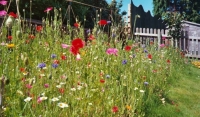 Wildflower Areas : Demonstration
